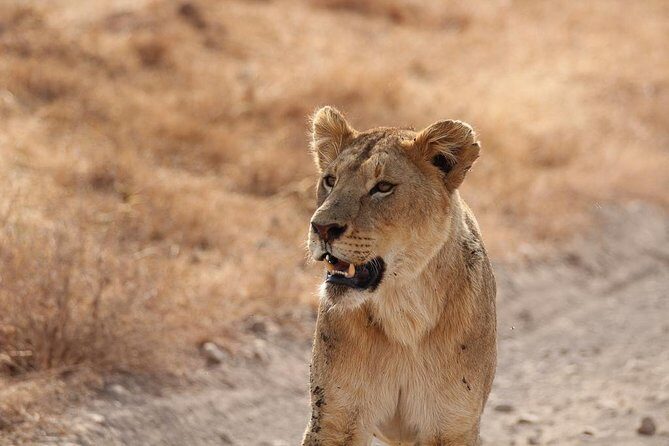 5 Day Serengeti, Tarangire, & Ngorongoro & Manyara Grass Root Safari. - Transportation, Group Size, and Comfort