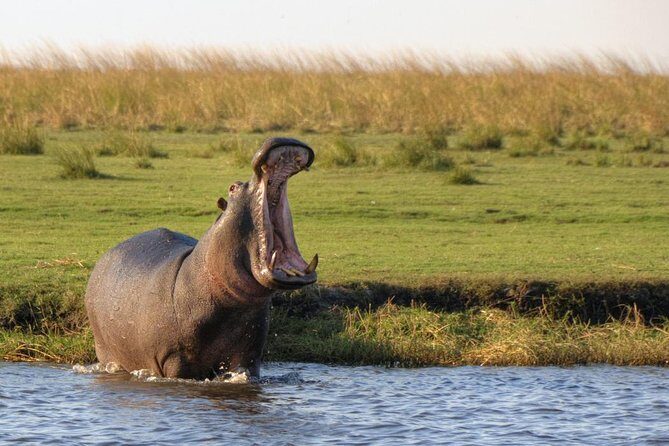 5 Day Victoria Falls and Chobe National Park Luxury Accommodated Tour - What Past Travelers Say