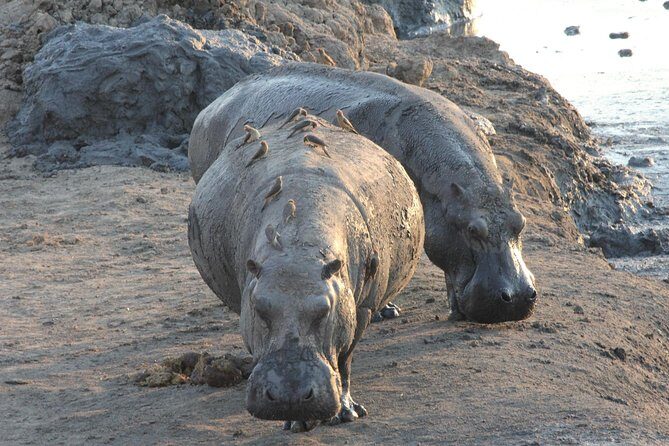 5 Day Victoria Falls and Hwange National Park Accommodated Safari Tour - Considerations for Travelers
