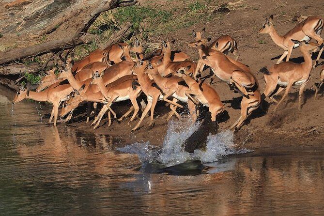 5 Day Wildlife Photographic Safari - Kruger National Park - B1 Photo Safaris - Detailed Breakdown of the Itinerary