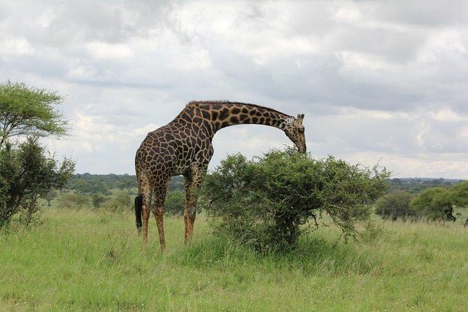 5 Days / 4 Nights Join group safari - Lake Manyara and Additional Highlights