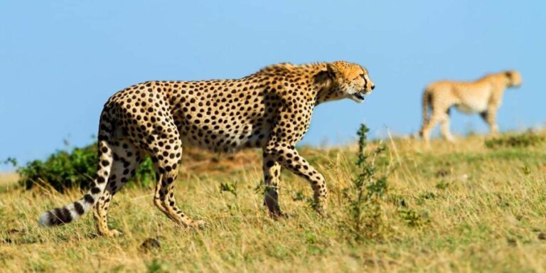 5 Days 4 Nights Northern Circuit Safari - Itinerary Breakdown: What to Expect Each Day