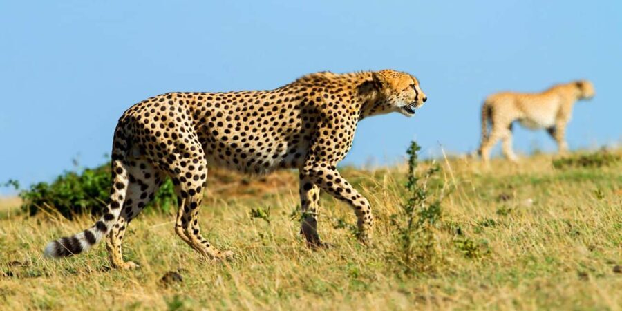 5 Days 4 Nights Northern Circuit Safari - Itinerary Breakdown: What to Expect Each Day