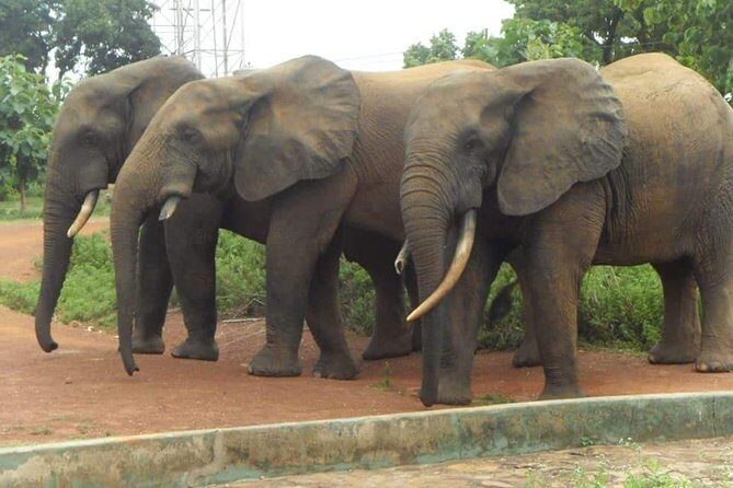 5 Days Adventurous Wildlife Safari - Why This Tour Offers Good Value