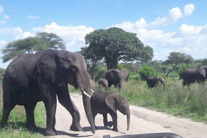 5 Days African Safaris - Practical Details and What Matters