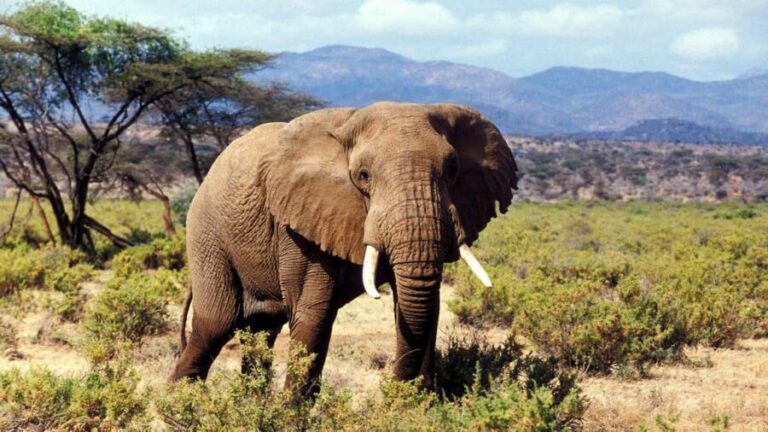 5 Days Amboseli, Lake Nakuru and Masai Mara Safari. - Detailed Breakdown of the Itinerary