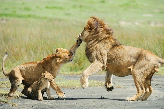 5 Days - Best Of Tanzania Northern Zone, Lodge Safari
