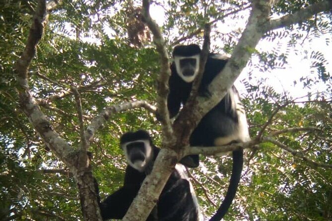 5 days best wildlife experience in Uganda - FAQs