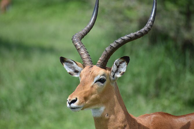 5 DAYS BUDGET SAFARI ( Tarangire, Ngorongoro Crater & Serengeti National parks) - What Makes This Safari Stand Out?