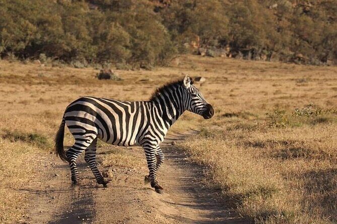 5 Days Budget Safari To Masai Mara, Lake Nakuru and Lake Naivasha - What Makes This Tour Stand Out