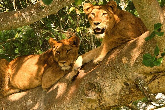 5 Days Bwindi gorilla trekking and Queen Elizabeth safari - What the Tour Includes & Excludes