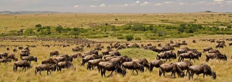 5 Days Family Tanzania Safari - Meilleur Tours Tanzania - Overview of the 5-Day Safari Experience