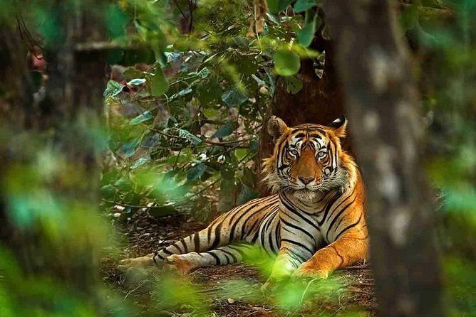 5 Days Golden Triangle with Ranthambore Tiger Safari - What We Loved About This Tour