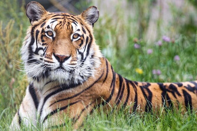 5 Days Golden Triangle With Ranthambore Wildlife - Discovering Jaipur’s Royal Heritage