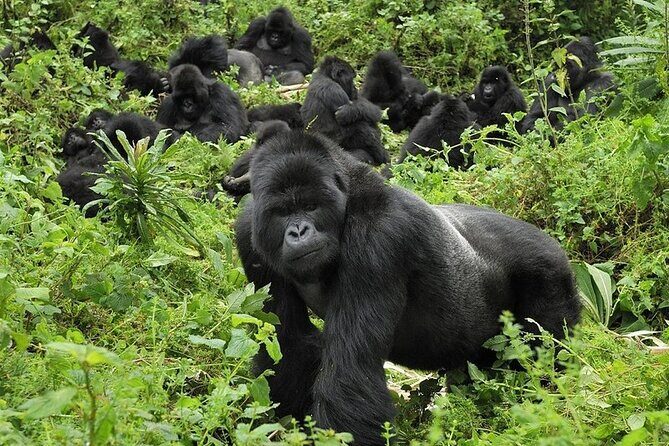 5 Days Gorilla and Chimpanzee Trekking in Uganda - The Itinerary Breakdown: What to Expect