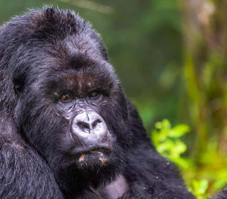 5 Days Gorilla Safari in Rwanda - What Does the Price Cover and What’s Extra?