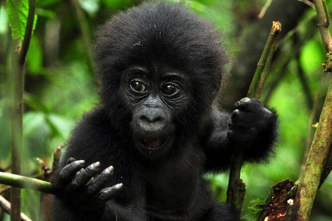 5 days gorilla & Wildlife safari in Uganda - What Makes This Tour Stand Out?