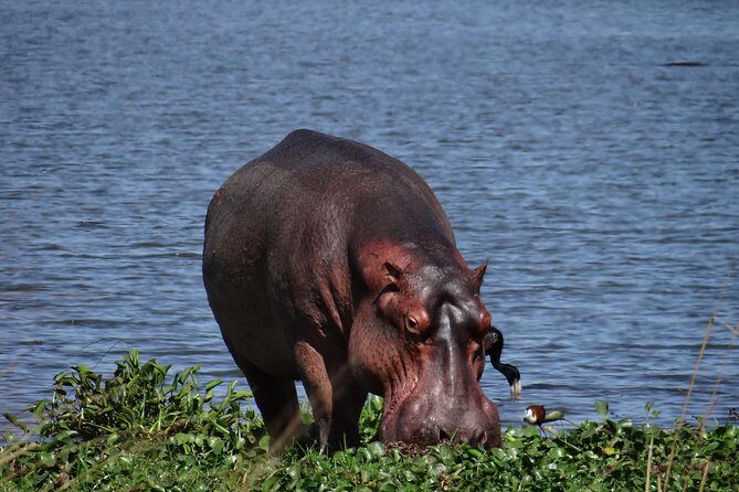 5 days gorillas and chimpanzee tracking - The Beauty of the Landscapes