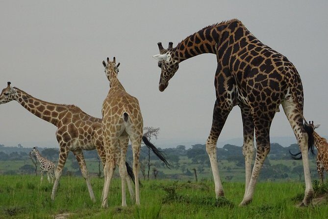 5 Days gorillas and Lion Tour in Uganda - The Sum Up