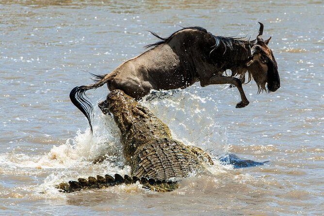 5 Days Hell's Gate, L. Naivasha, L. Nakuru & Masai Mara Luxury Safari - Transportation & Group Size