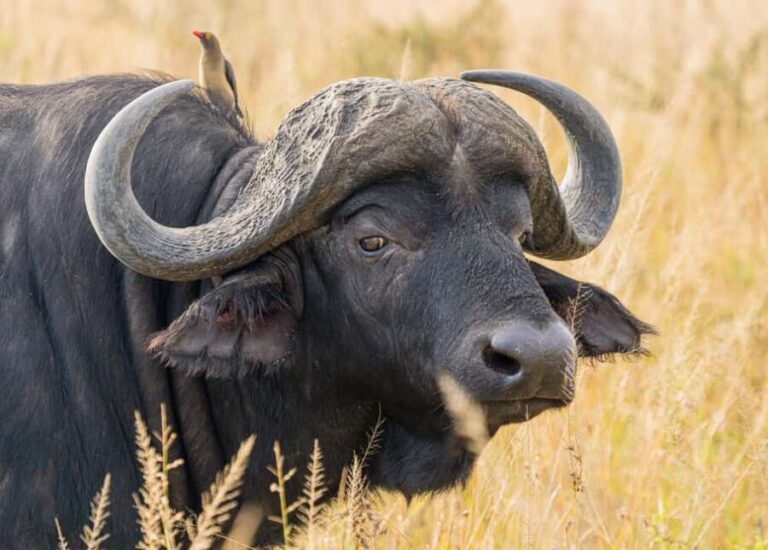 5 Days in the Wild Experience Africa - Practical Details & Value Evaluation