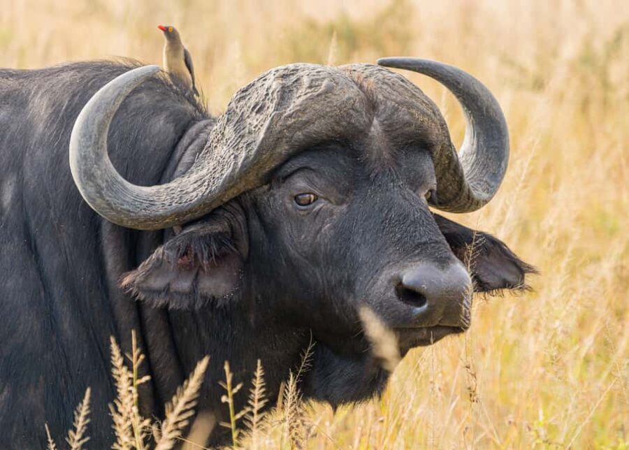 5 Days in the Wild Experience Africa - Practical Details & Value Evaluation