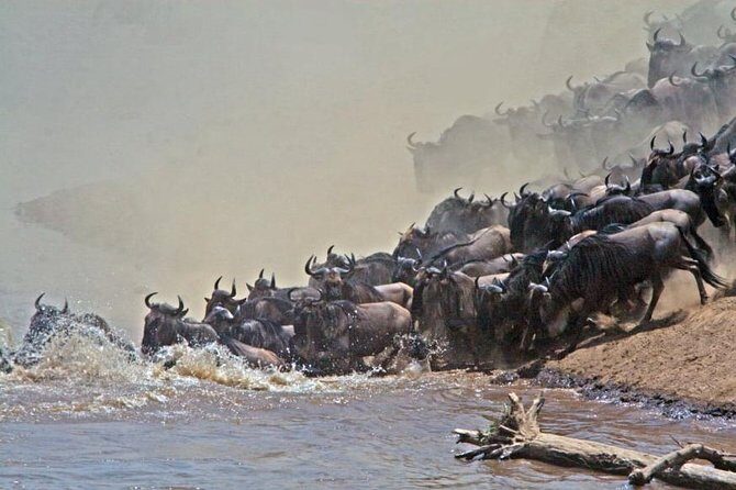 5 days Kenya Safari Expedition - The Practical Side: What’s Included and What’s Not