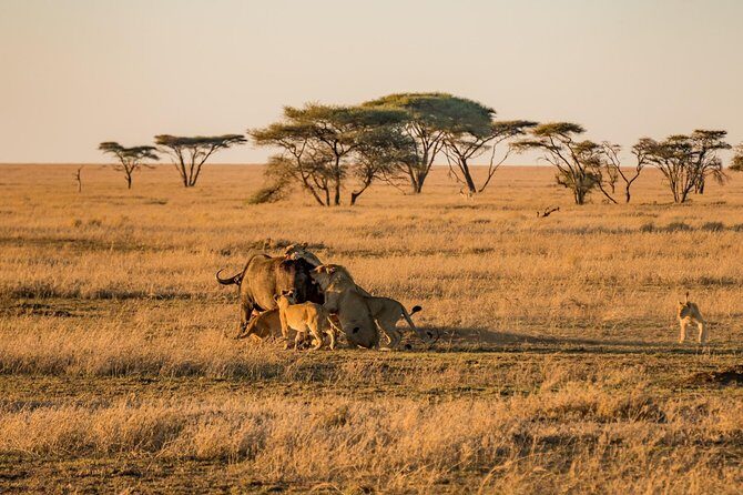 5 Days Lodge Safari - Lake Manyara, Serengeti, Ngorongoro, Tarangire. - What’s Included & What’s Not