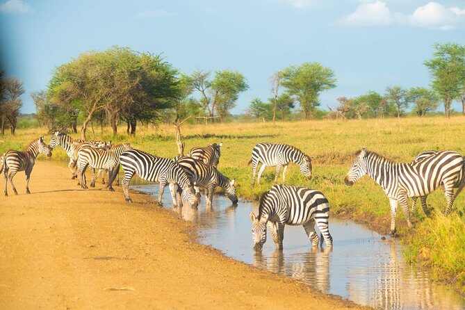 5 Days Lodge Safari. - An In-Depth Look at the 5-Day Lodge Safari