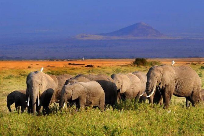 5 Days Maasai mara, Lake Nakuru, samburu private lodge safari - Pricing & Value