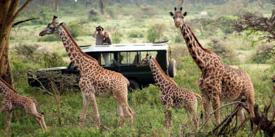 5 Days Magical Kenya Lodge Safari Kenya Wildlife Safari - Transportation and Accommodation