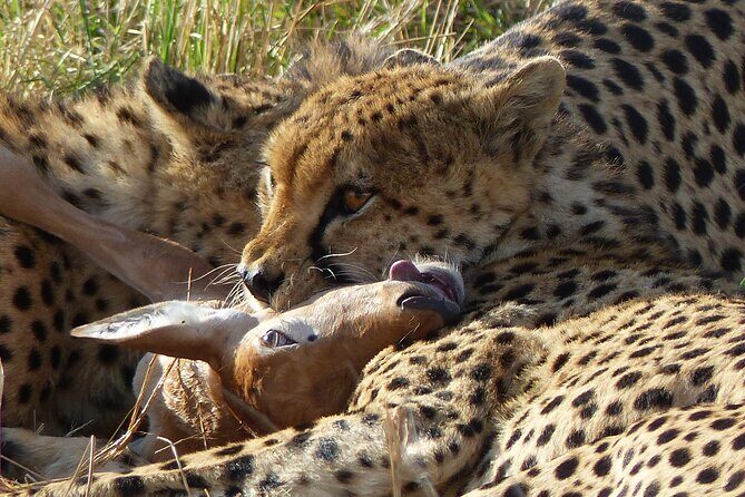 5 Days Magical Kenya Safari Private Tour - An In-Depth Review of the 5-Day Kenyan Safari