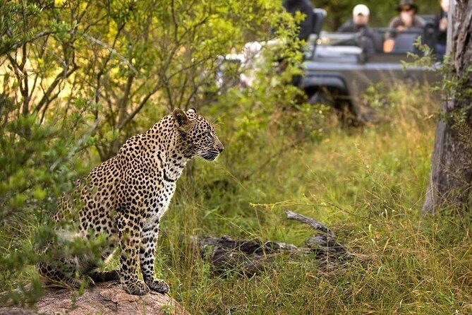 5-Days Masai Mara- Lake Nakuru - Lake Naivasha Kenya Safari Tour - What Travelers Can Expect