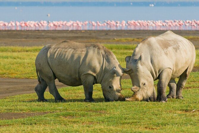 5 Days Masai Mara, Lake Nakuru & Naivasha Budget Joining Safari - Who Is This Tour Best For?