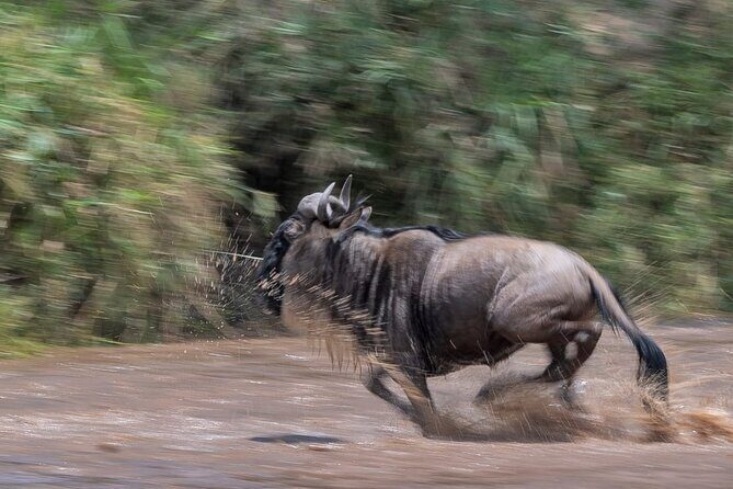 5 days Masai Mara Wildebeest migration safari - A Detailed Look at the Itinerary