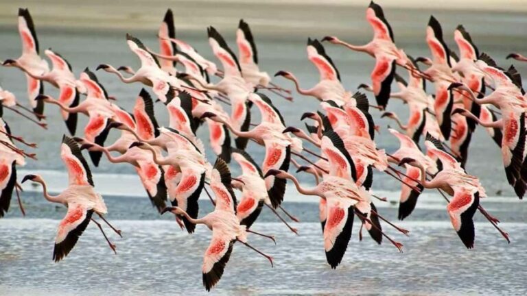 5-Days Midrange Safari - Tarangire, Serengeti, and Crater. - What You Can Expect from the Tour