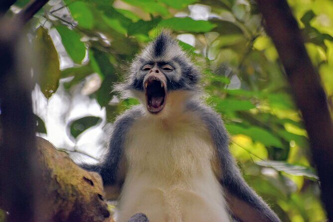 5 Days North Sumatera Adventure : Bukit Lawang & Mount Sibayak - Who Should Consider This Tour?