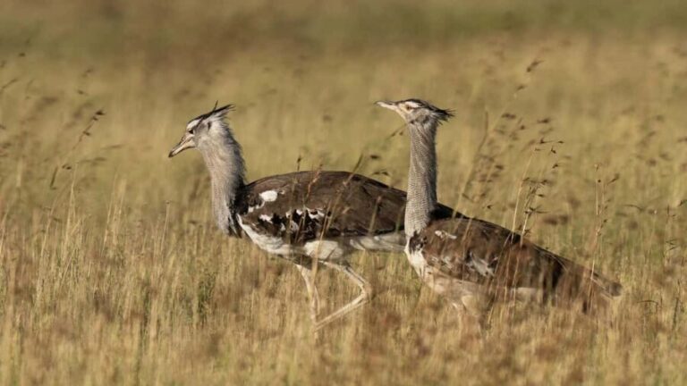 5 Days of Unmatched Wildlife Magic from Savannah to Safari - Introduction: An Authentic Tanzanian Safari in 5 Days