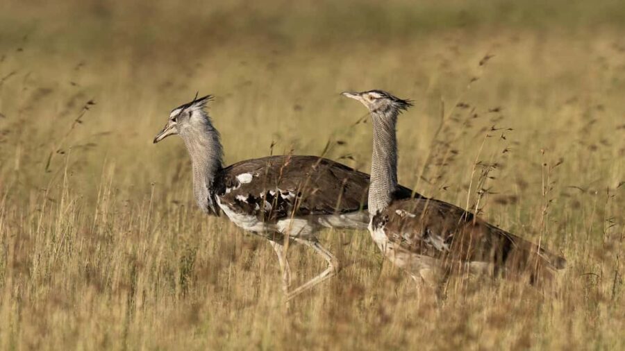 5 Days of Unmatched Wildlife Magic from Savannah to Safari - Introduction: An Authentic Tanzanian Safari in 5 Days
