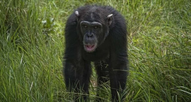 5 Days Ol Pejeta, Lake Nakuru and Masai Mara Wildlife Safari - A Closer Look at the Itinerary