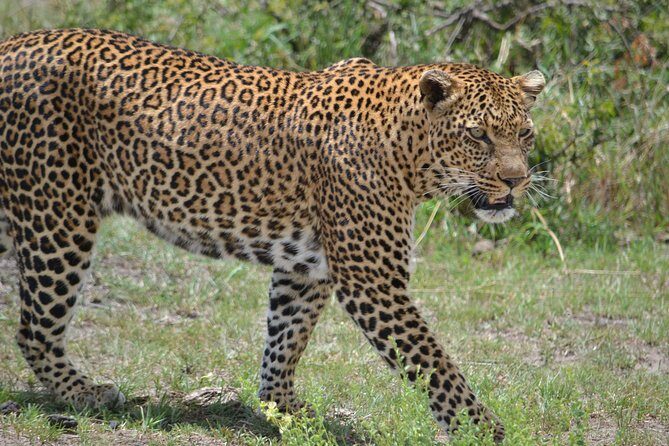 5 Days Ol Pejeta-Lake Nakuru-Masai Mara Mid-Comfort Safari - The Real Value of This Safari