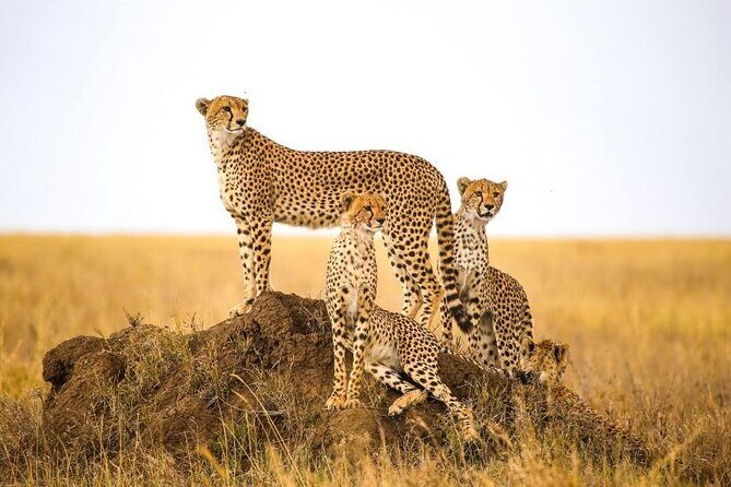 5-Days Private Safari in Tanzania with Pick Up - An Introduction to the Tour