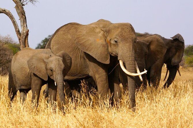 5 Days Private Tarangire, Serengeti, Ngorongoro, Manyara Safaris - FAQ