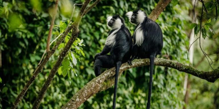 5-Days Rwanda Gorilla, chimp & wildlife safari - The Sum Up: Who Will Love This Experience?