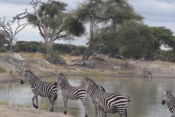5 Days Safari Lodges & Culture - From Tarangire to Serengeti: The Iconic Wilderness