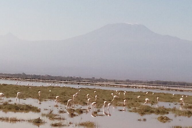 5 Days Safari to Amboseli N/P, Lake Naivasha, Maasai Mara N/R. - The Practical Side: What This Tour Means for You