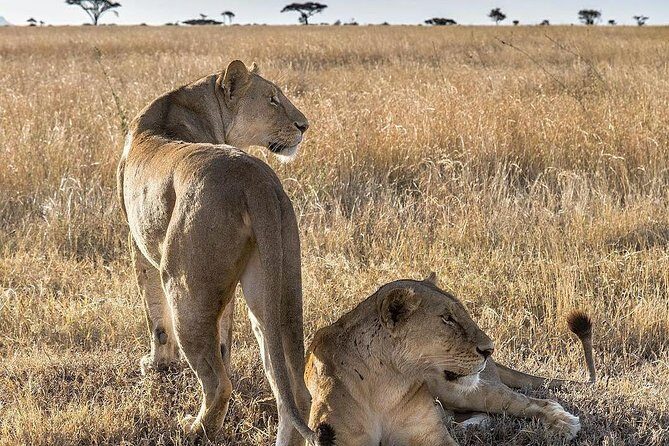 5 days Safari to Lake Manyara, Serengeti and Ngorongoro crater - A Closer Look at the Itinerary