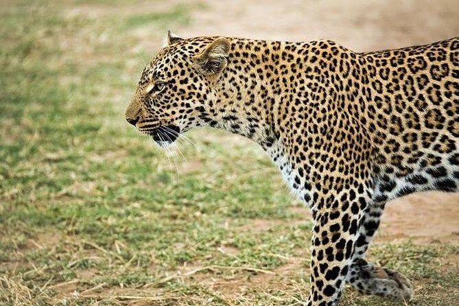 5 Days safari to Maasai Mara ,Lake Nakuru and Hell's gate national park - Who Is This Tour Best For?