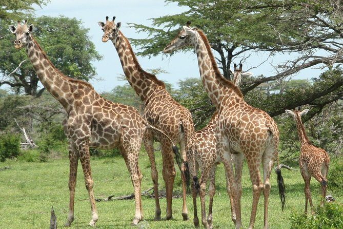 5 Days Safari to Selous & Mikumi - Detailed Breakdown of the Itinerary