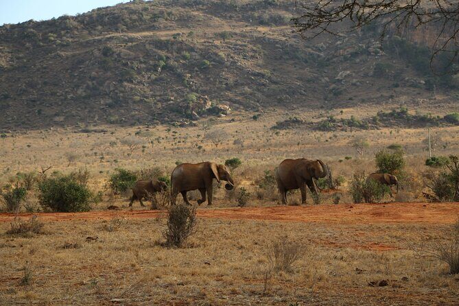 5 Days safari to Tsavo East, Tsavo West and Saltlick from Mombasa - What You Can Expect from This 5-Day Safari